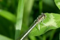 Agrion à larges pattes 